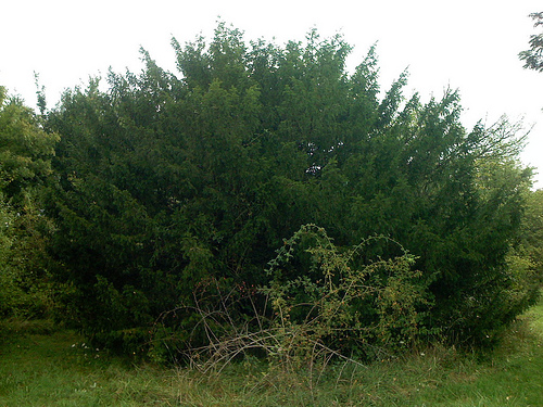 Kablo Noreyino Large-yew-bush